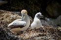 124 Cape Kidnappers, Pacifische Jan van Genten